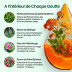 Flova - Drainant lymphatique