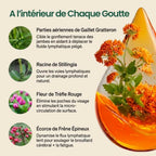 Flova - Drainant lymphatique